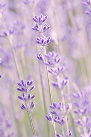 , , , , Lavender, 