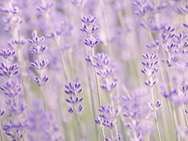 , , , , Lavender, 