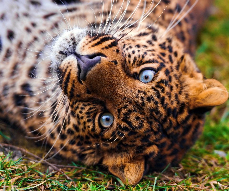 , , , leopard, panthera pardus, , 