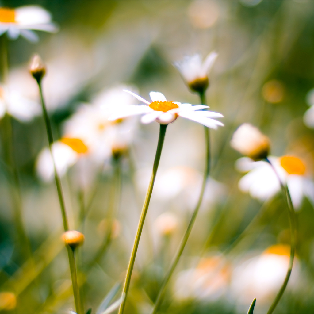 , daisies, macro, , 