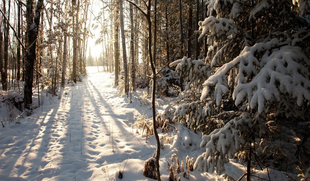 , wisconsin, northern woods, phillips, United states, , winter