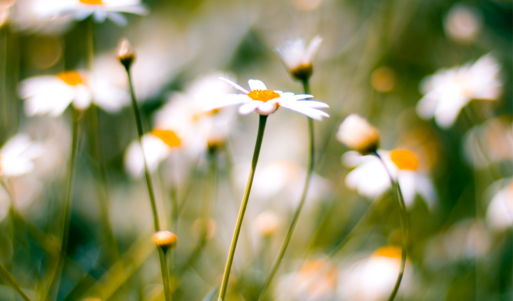 , daisies, macro, , 