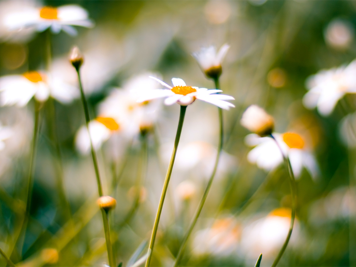 , daisies, macro, , 