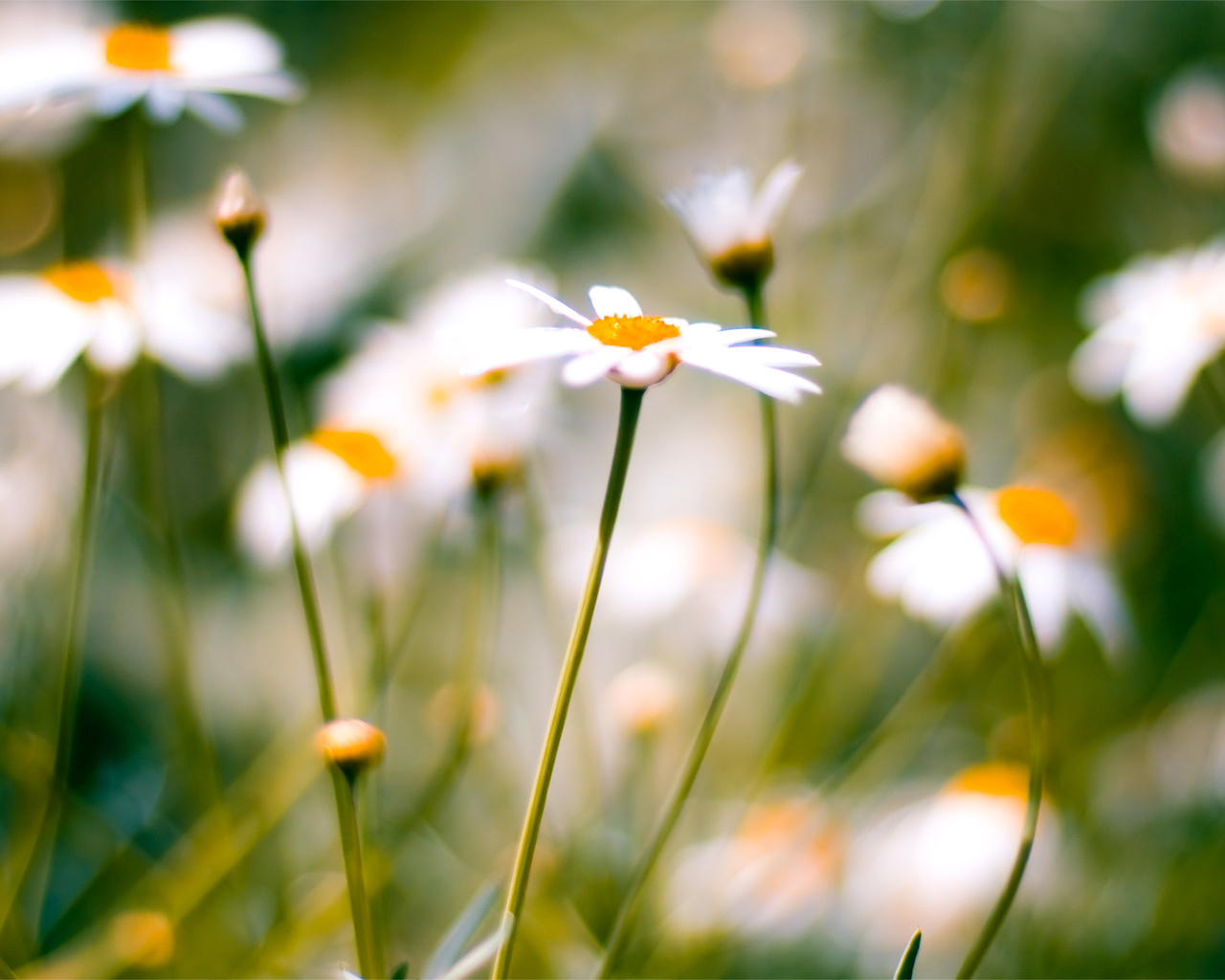 , daisies, macro, , 