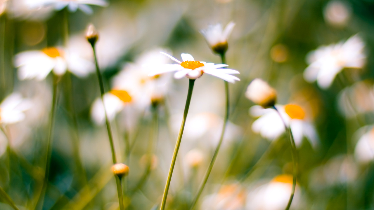 , daisies, macro, , 