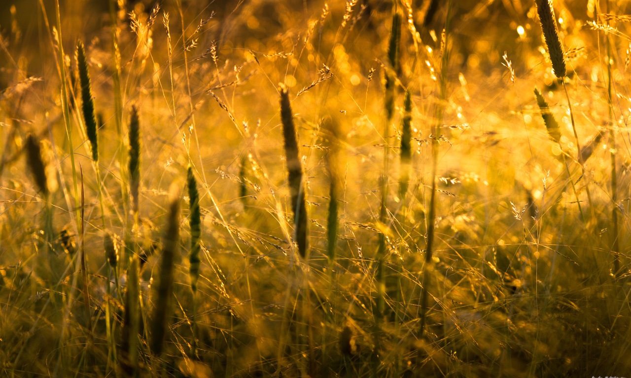 , macro, , grass, , , sunlight, nature, 