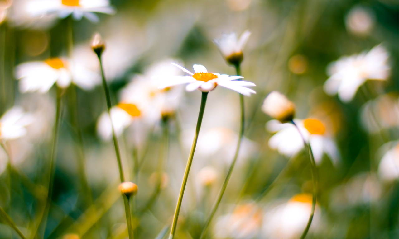 , daisies, macro, , 