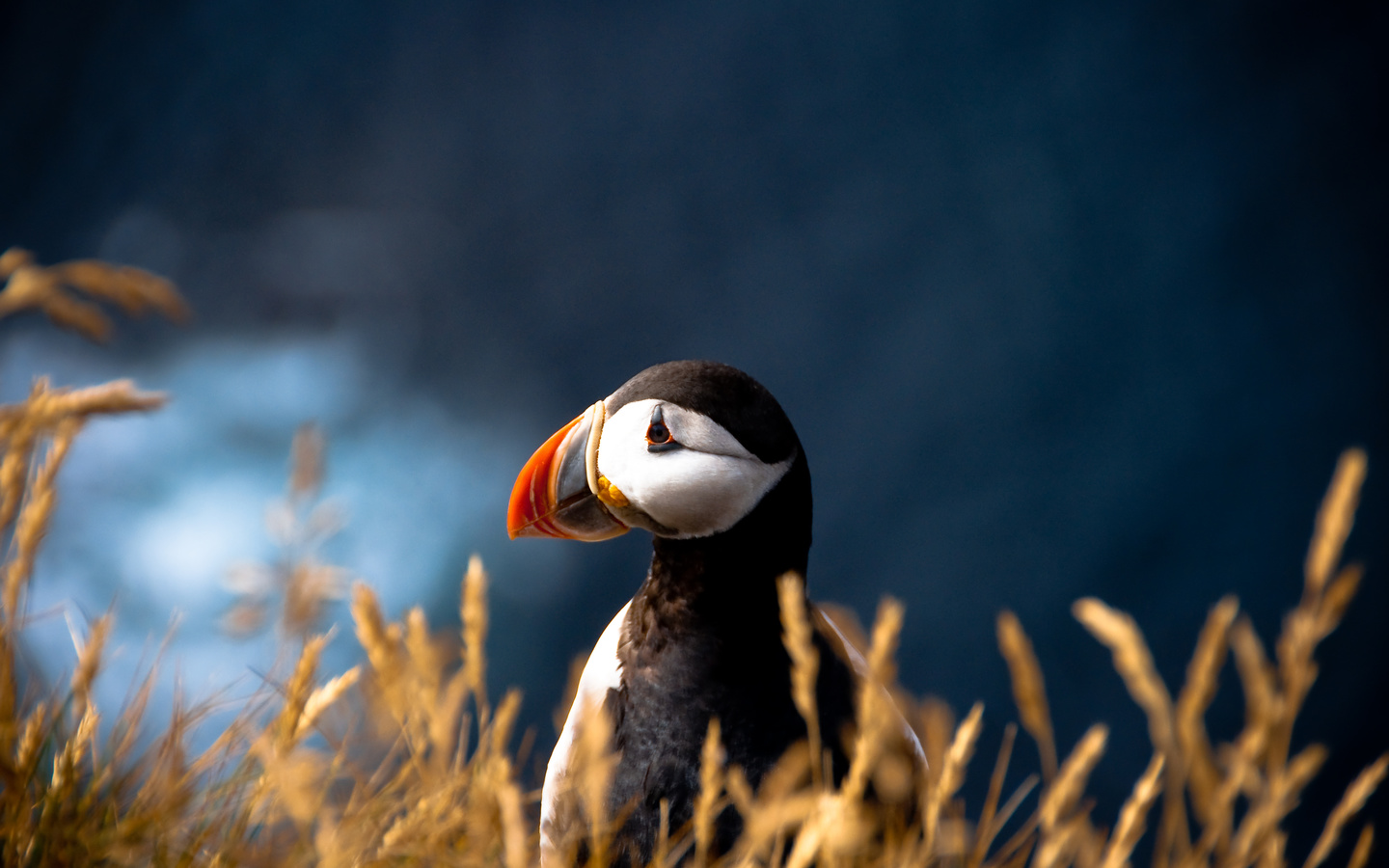 fratercula arctica, puffin, , ,  