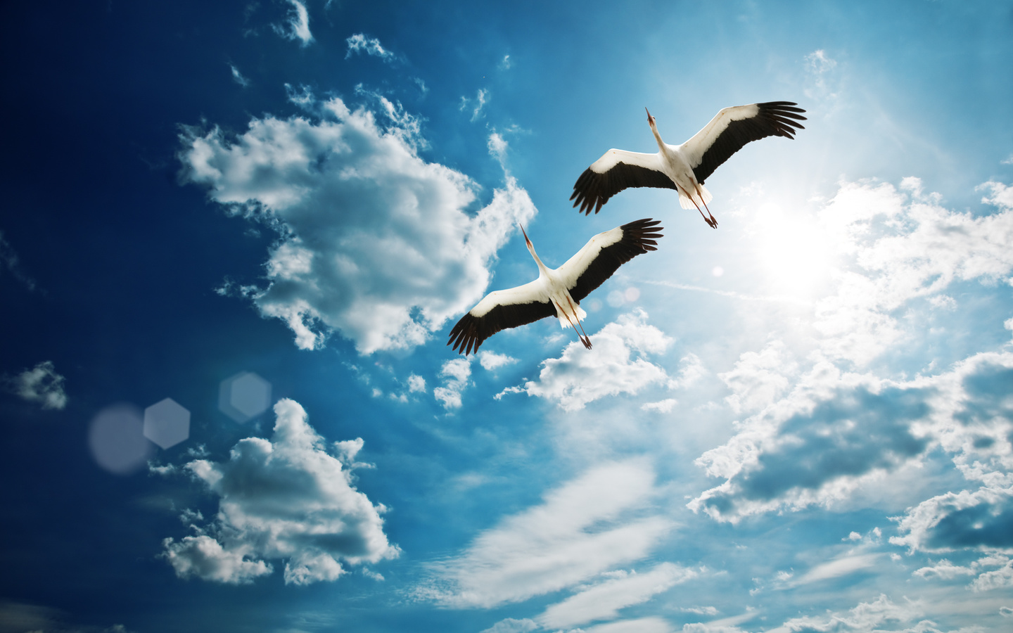 clouds, , Heron, , sky, birds, , , fly, beautiful