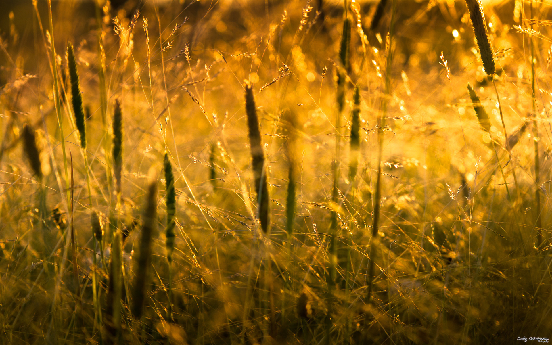 , macro, , grass, , , sunlight, nature, 