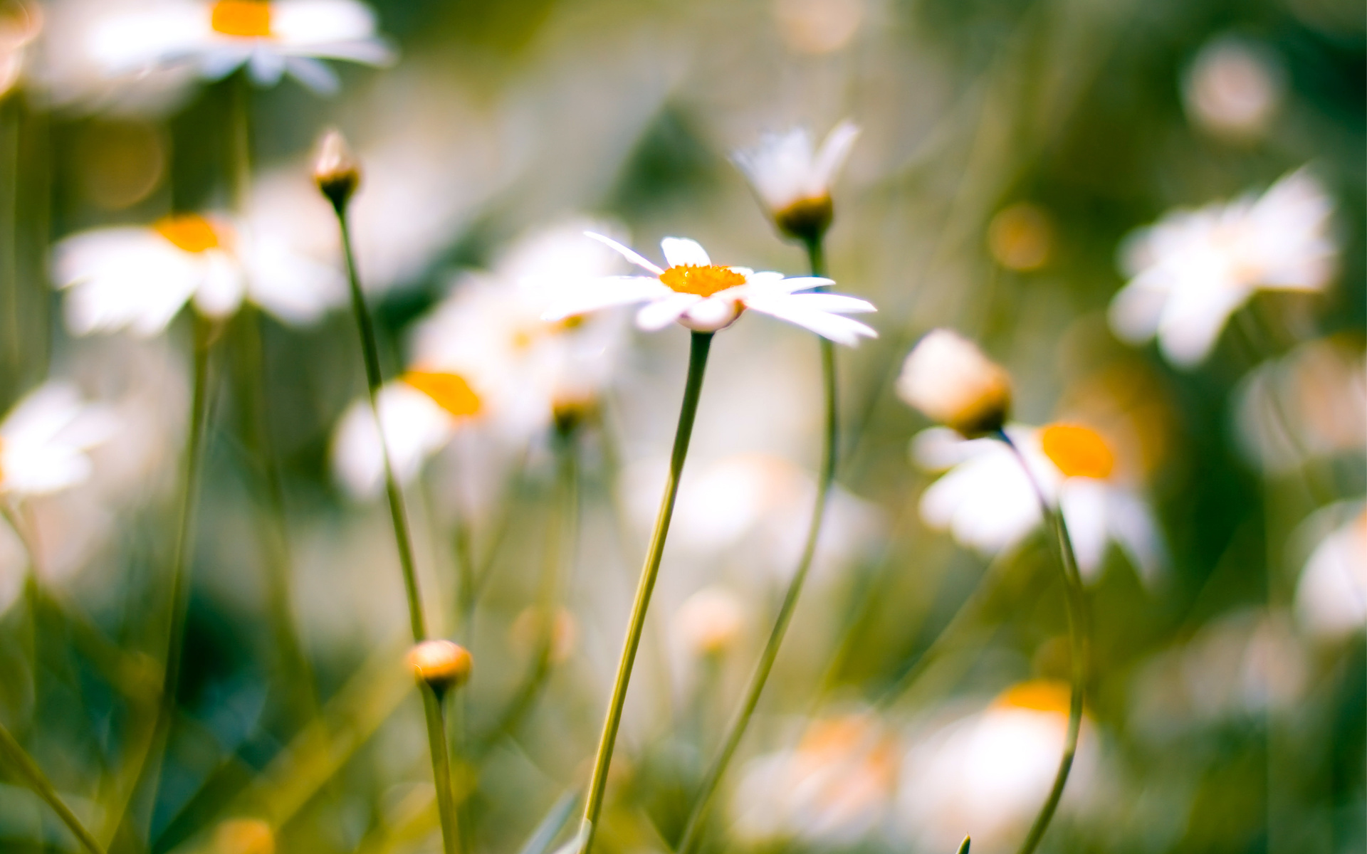 , daisies, macro, , 