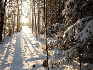 , wisconsin, northern woods, phillips, United states, , winter