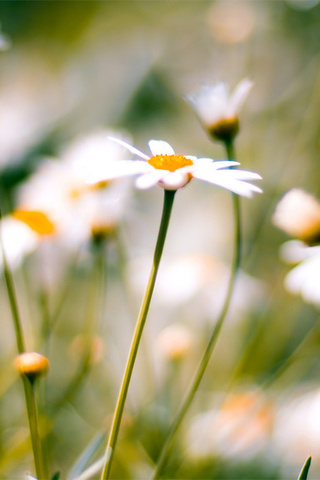 , daisies, macro, , 