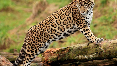 , jaguar, , , , panthera onca, , 