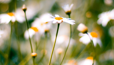 , daisies, macro, , 