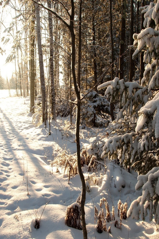 , wisconsin, northern woods, phillips, United states, , winter