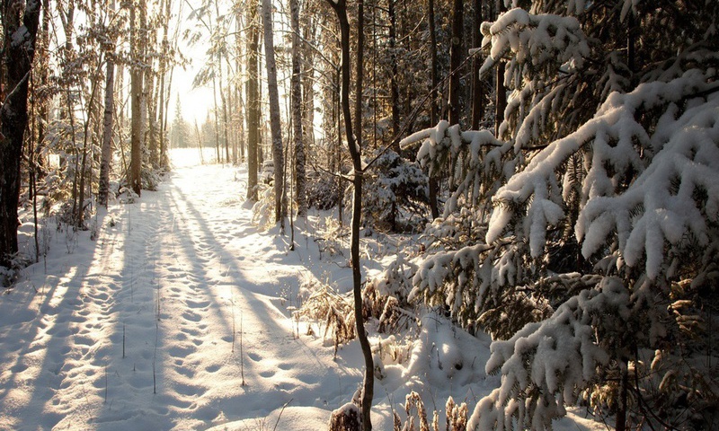 , wisconsin, northern woods, phillips, United states, , winter
