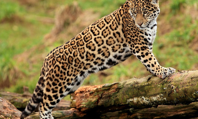 , jaguar, , , , panthera onca, , 