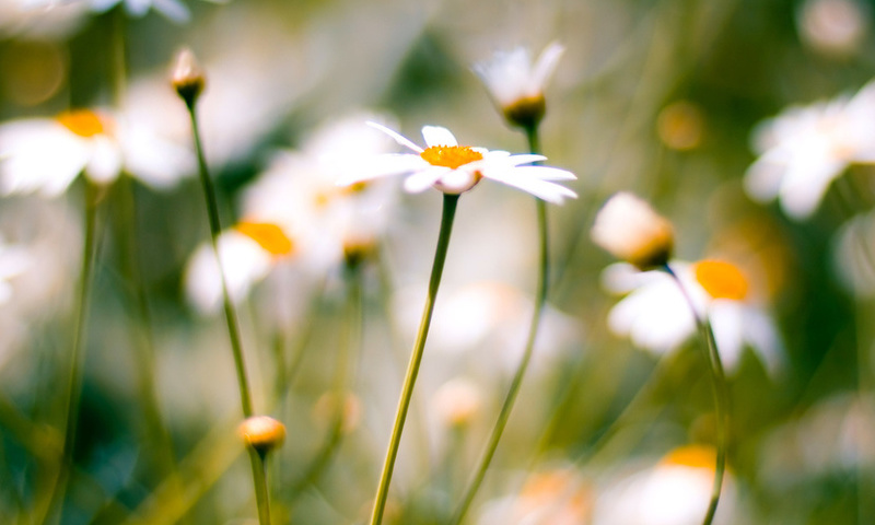 , daisies, macro, , 