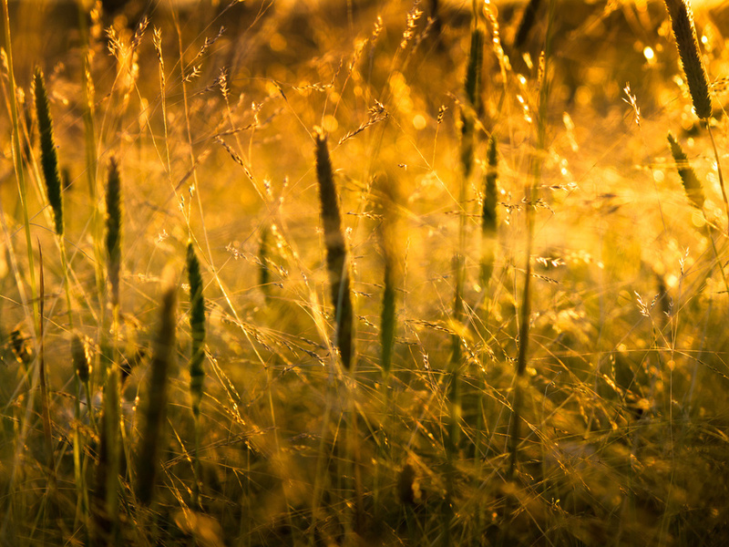 , macro, , grass, , , sunlight, nature, 