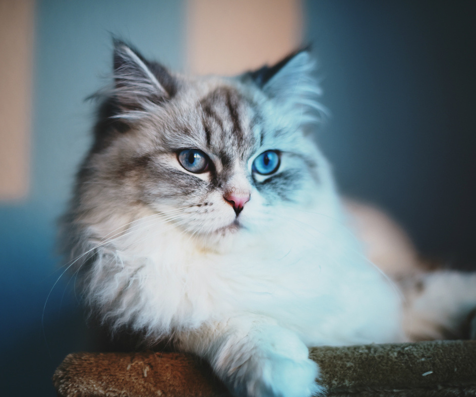 blue eyes, cat,  , , 