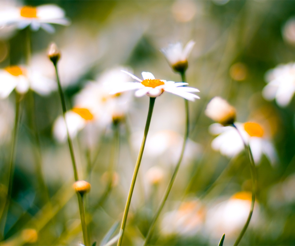 , daisies, macro, , 