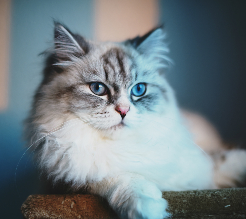 blue eyes, cat,  , , 