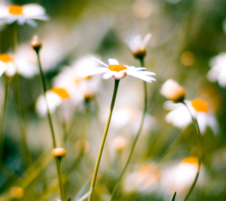 , daisies, macro, , 