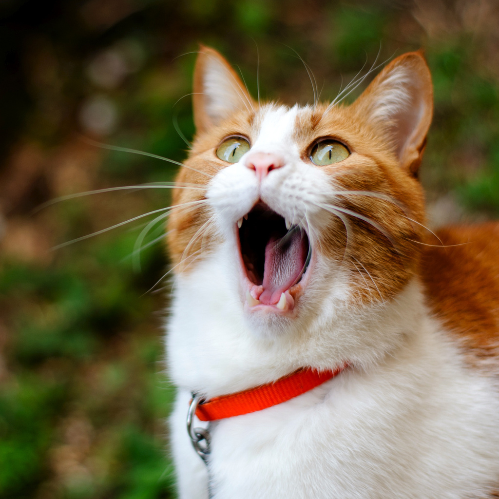 cat, , ginger, , yawns, 