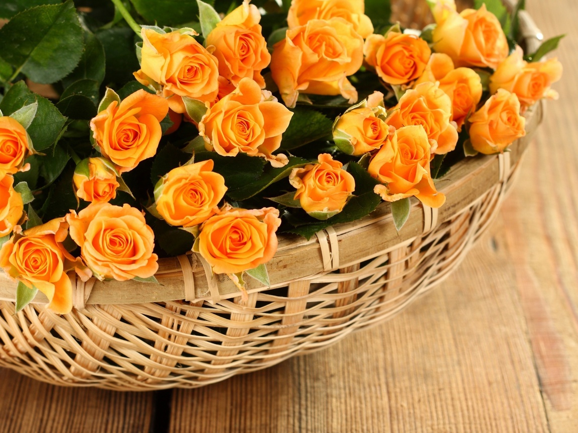 , roses, , petals, Flowers, rose, , basket