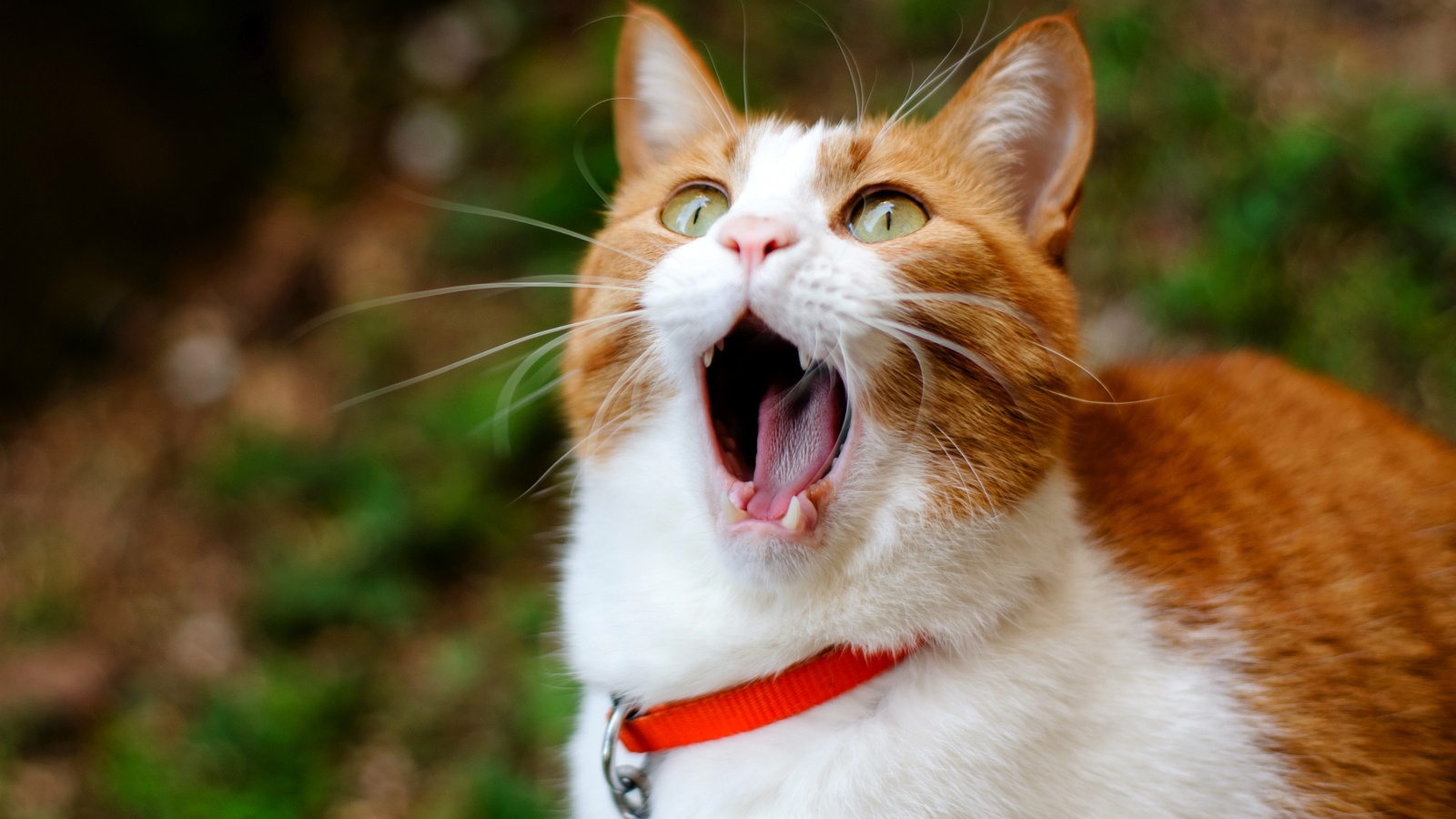 cat, , ginger, , yawns, 