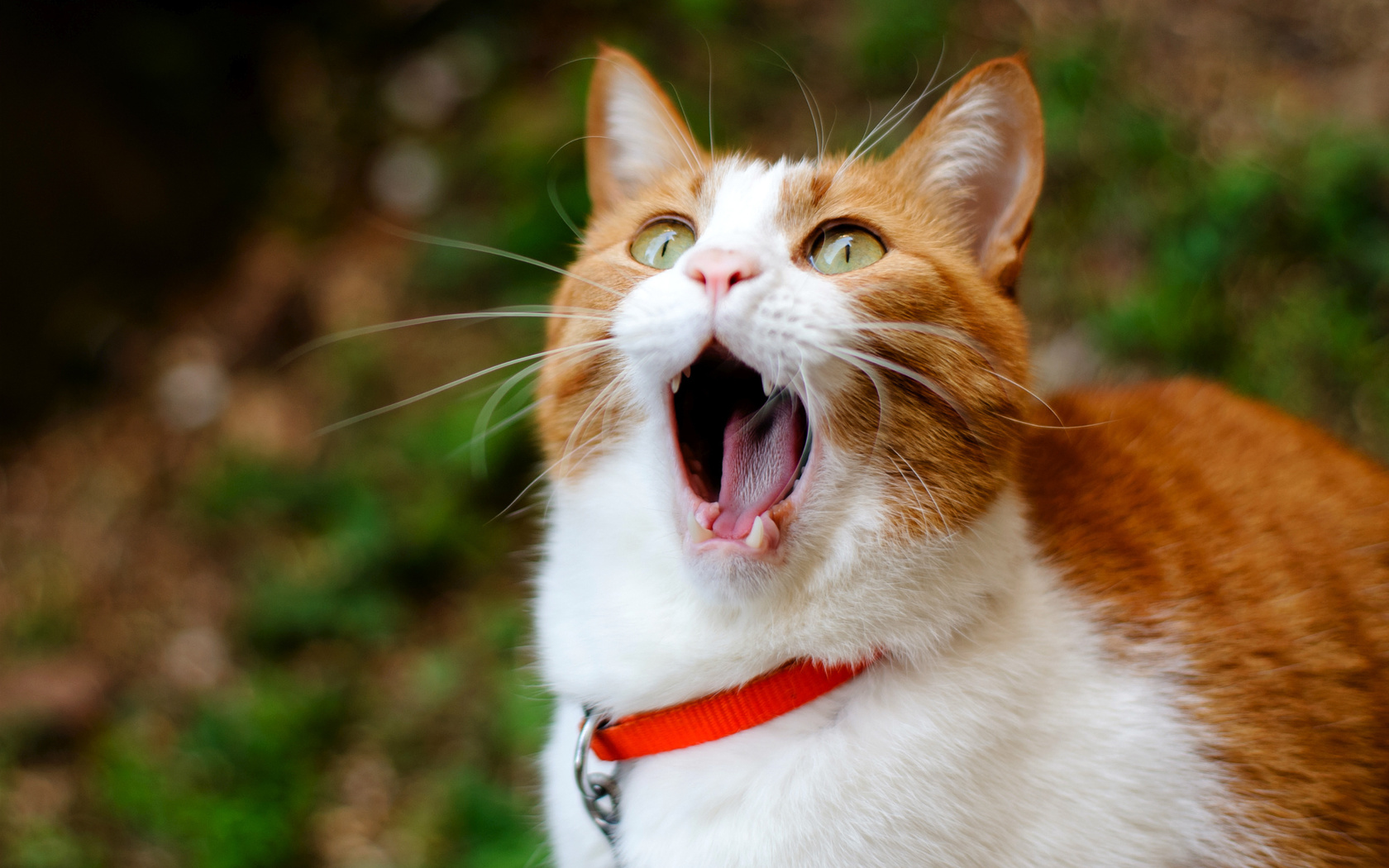 cat, , ginger, , yawns, 