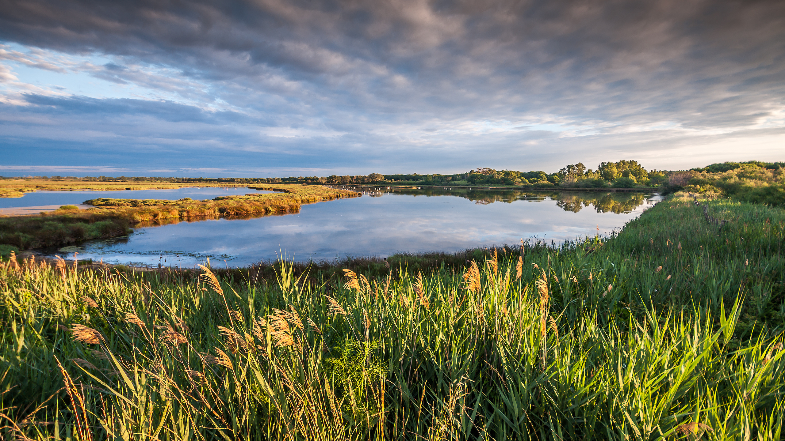 , , , Petite camargue, , , france