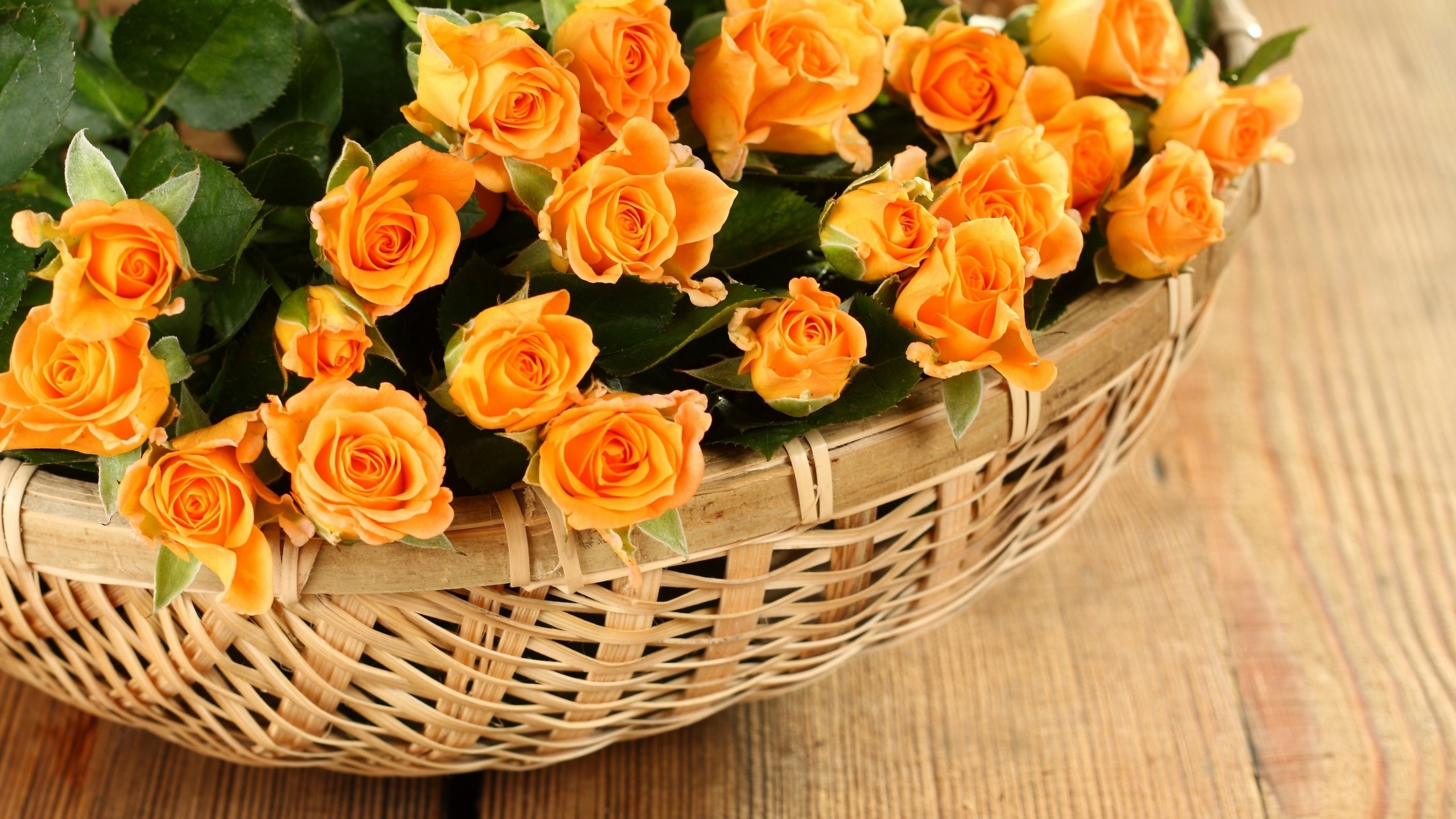 розы, roses, корзины, petals, Flowers, rose, лепестки, basket