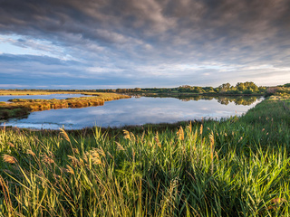 , , , Petite camargue, , , france