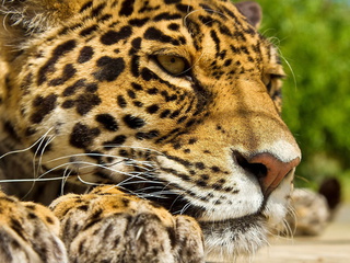 , Panthera onca, , , , 