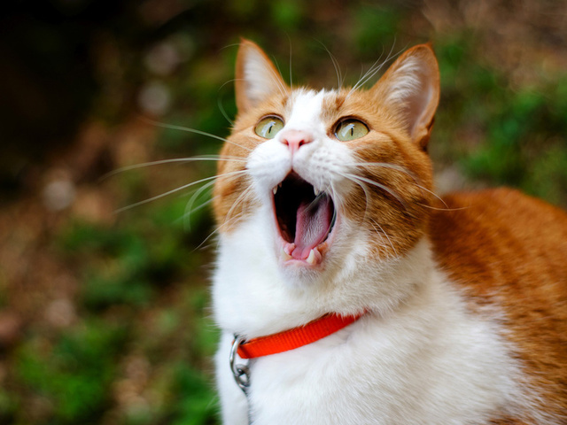 cat, , ginger, , yawns, 