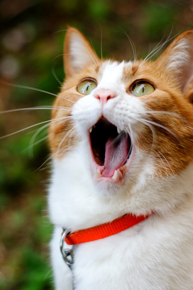 cat, , ginger, , yawns, 