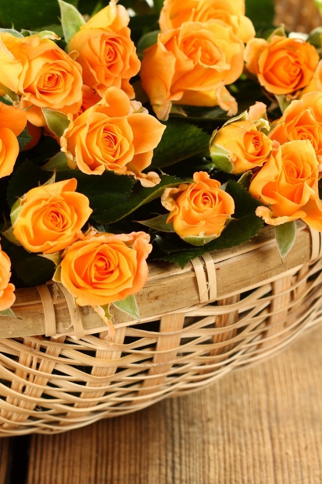 розы, roses, корзины, petals, Flowers, rose, лепестки, basket