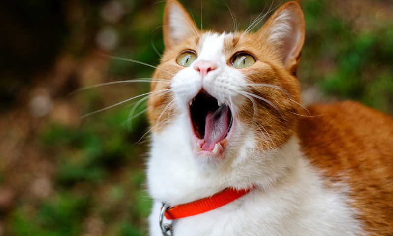 cat, , ginger, , yawns, 