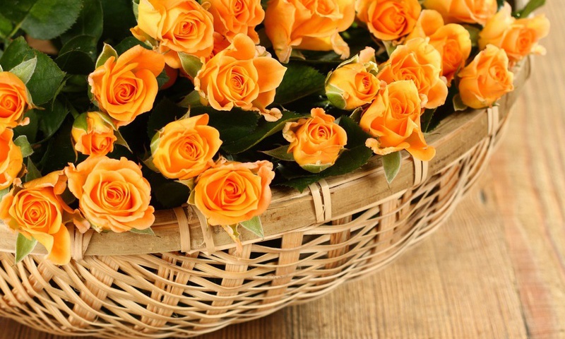 , roses, , petals, Flowers, rose, , basket