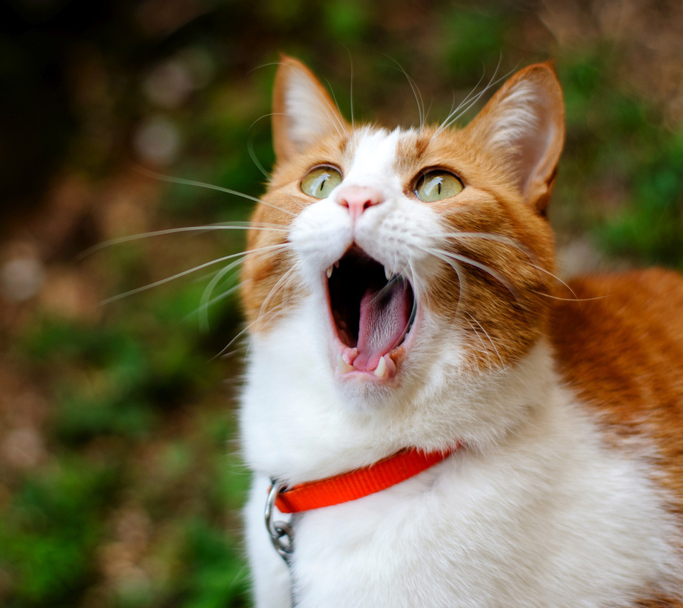 cat, , ginger, , yawns, 