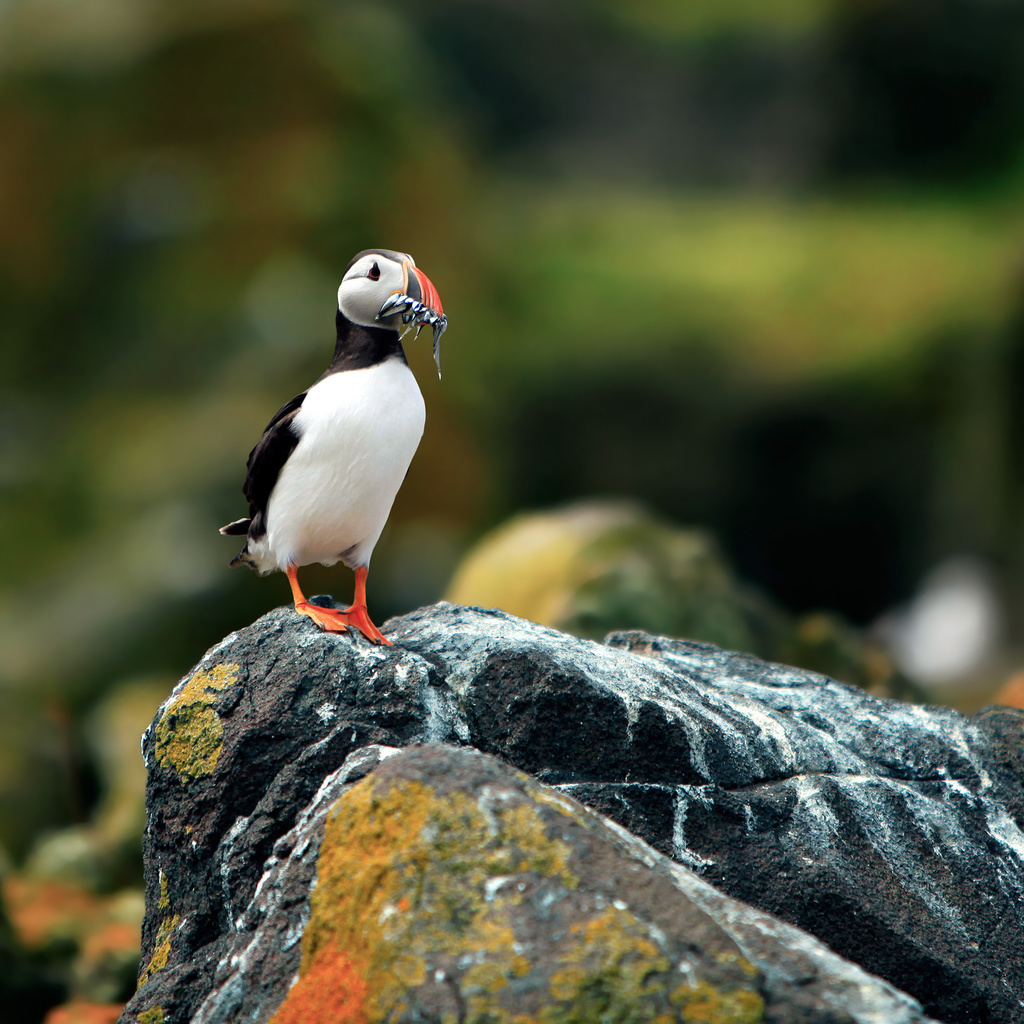 ,  , , puffin, fratercula arctica