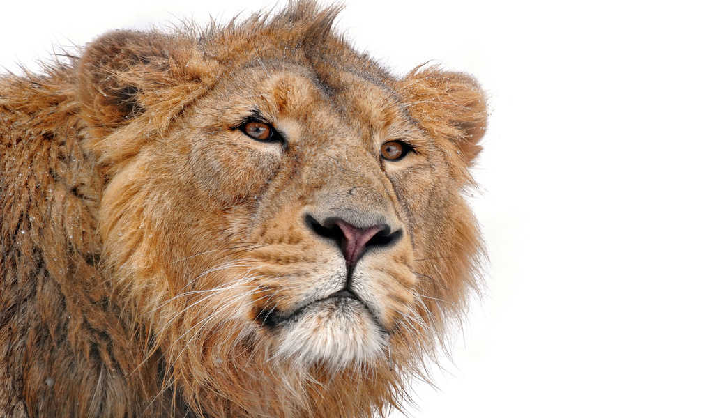 lion, , panthera leo, , , , , 