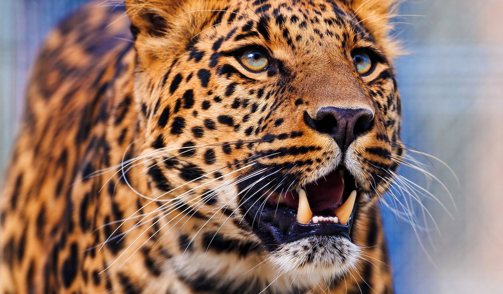 , , leopard,  , 