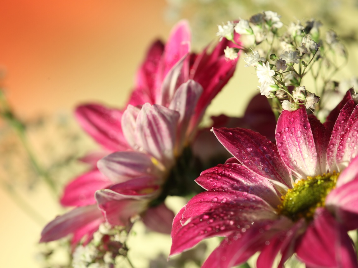 flowers, water drops, romantic, , Red gerbera,  