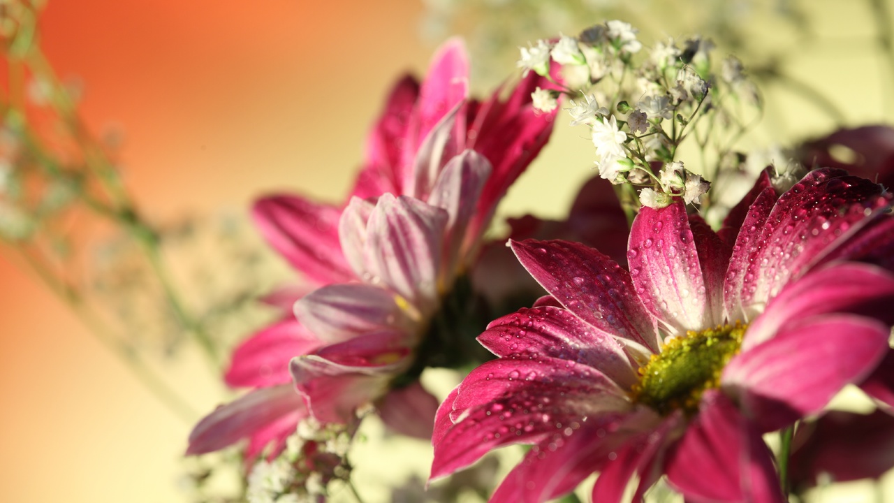 flowers, water drops, romantic, , Red gerbera,  