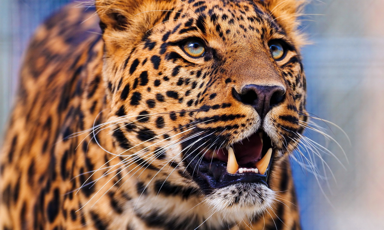 , , leopard,  , 