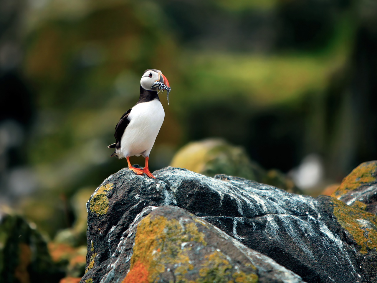 ,  , , puffin, fratercula arctica