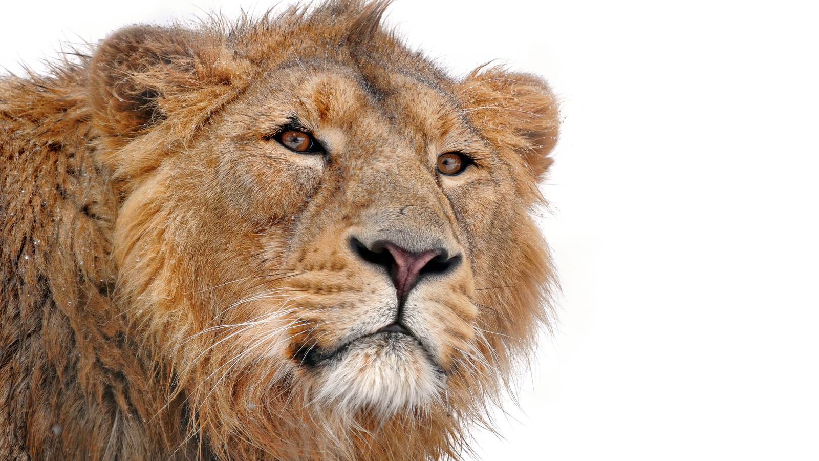 lion, , panthera leo, , , , , 